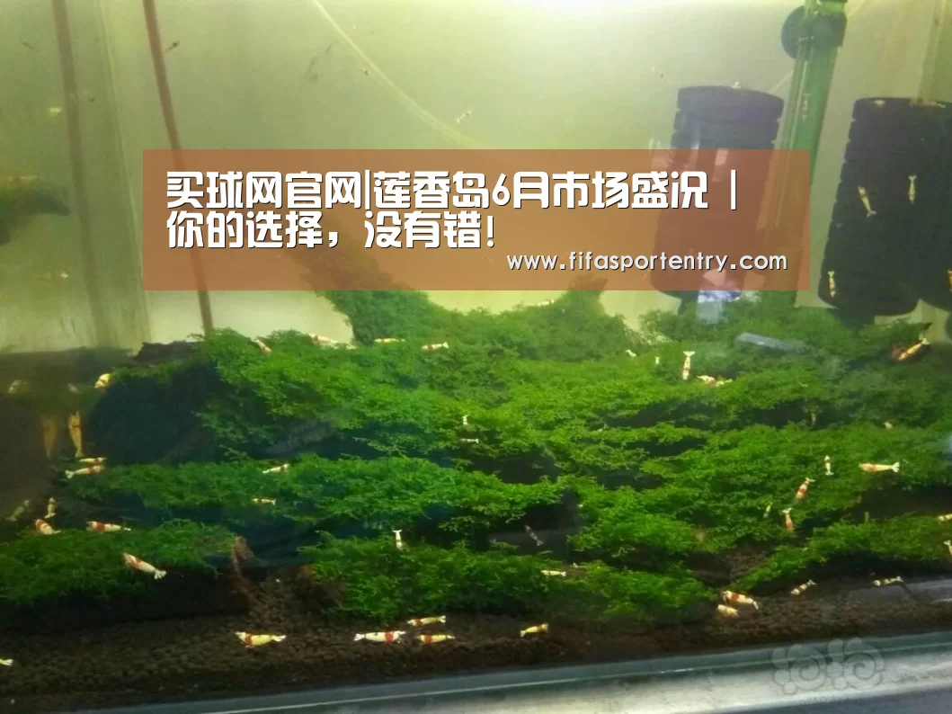 买球网官网|莲香岛6月市场盛况 | 你的选择,没有错!(图3) 足球直播